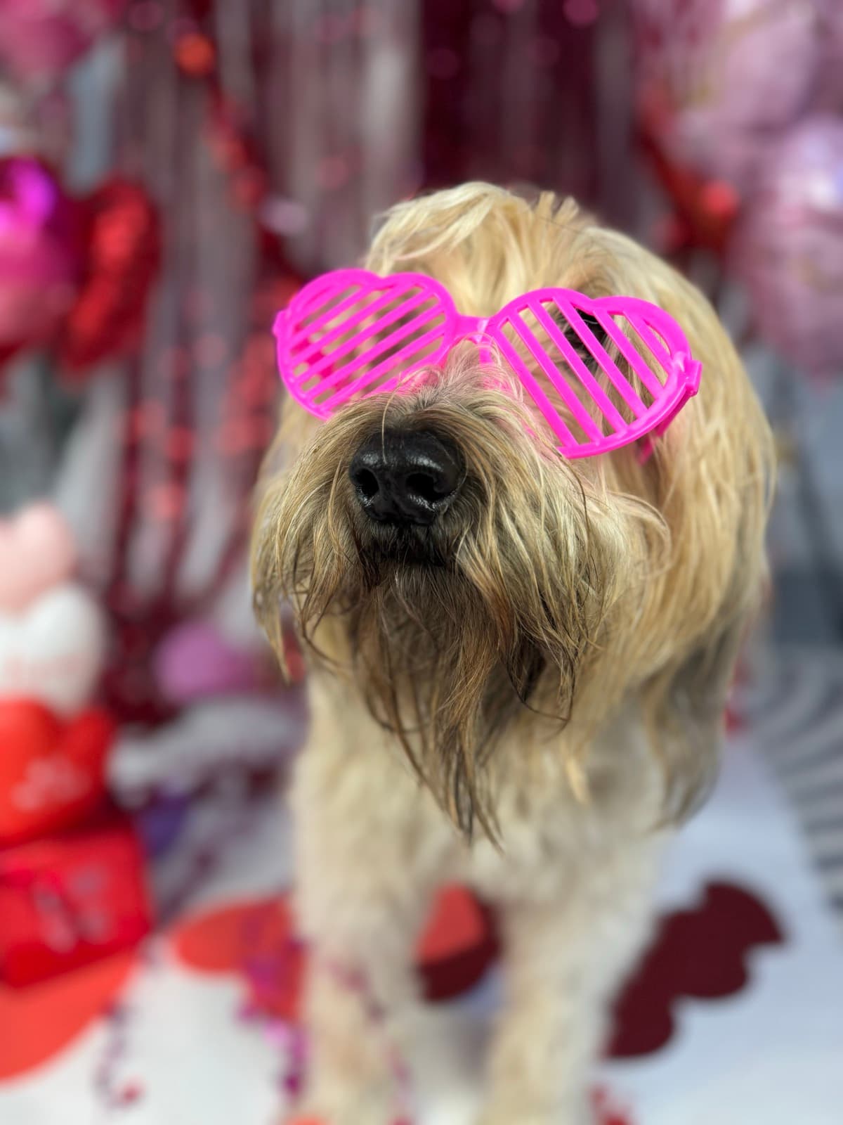 Bailey dressed up for Valentine's Day