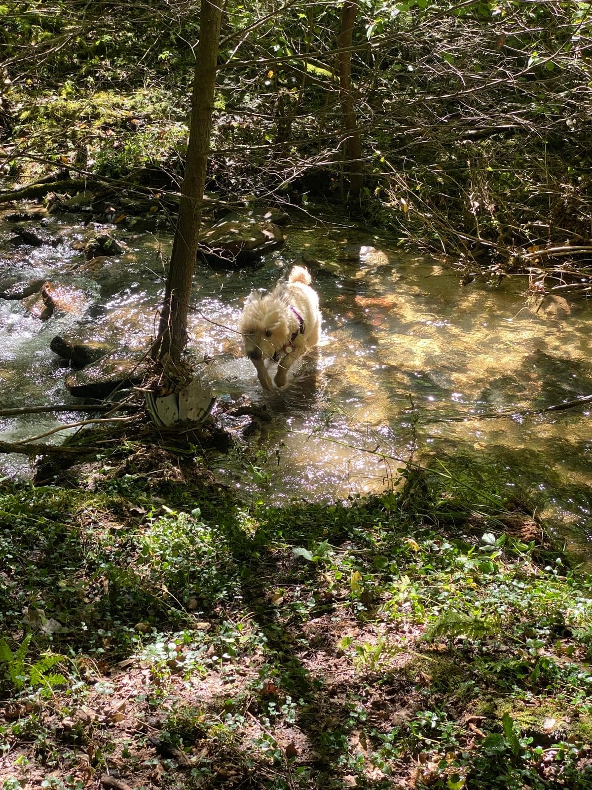 Bailey wading through a creek
